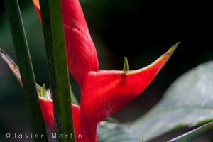 Heliconia sp