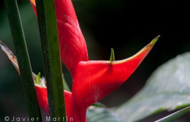 Heliconia sp