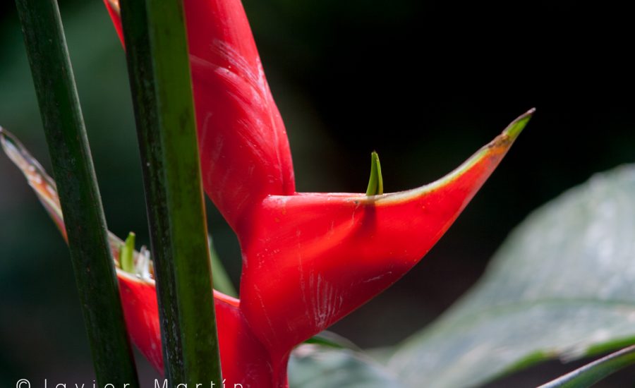 Heliconia sp