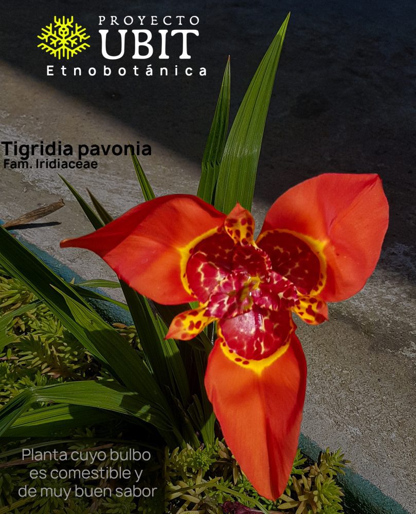 Tigridia pavonia